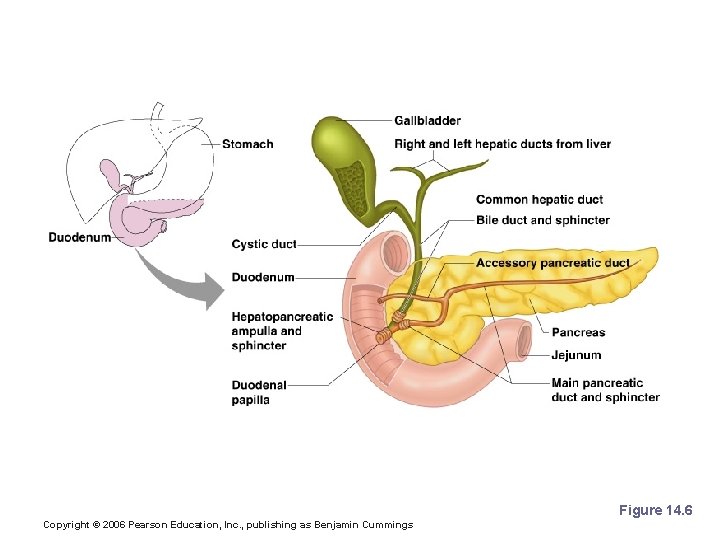 Chemical Digestion in the Small Intestine Figure 14. 6 Copyright © 2006 Pearson Education,