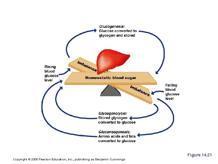 Metabolic Functions of the Liver Figure 14. 21 Copyright © 2006 Pearson Education, Inc.