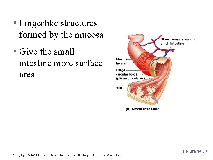 Villi of the Small Intestine § Fingerlike structures formed by the mucosa § Give