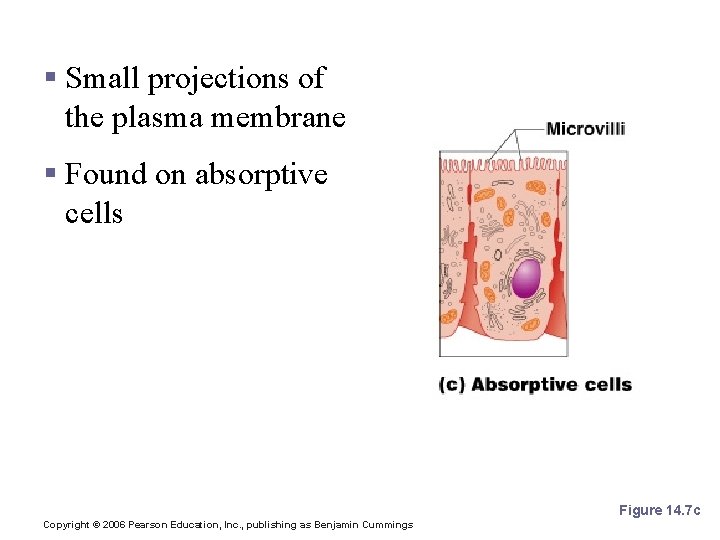 Microvilli of the Small Intestine § Small projections of the plasma membrane § Found