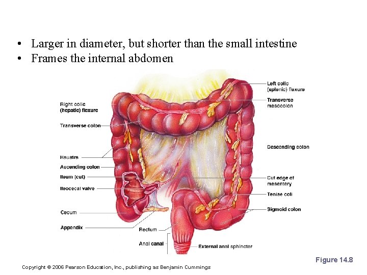 Large Intestine • Larger in diameter, but shorter than the small intestine • Frames