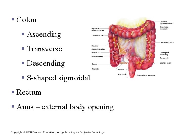 Structures of the Large Intestine § Colon § Ascending § Transverse § Descending §