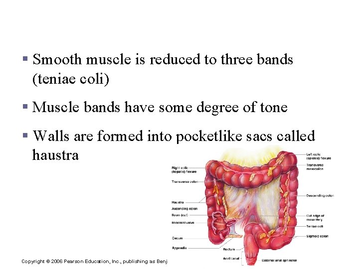 Modifications to the Muscularis Externa in the Large Intestine § Smooth muscle is reduced