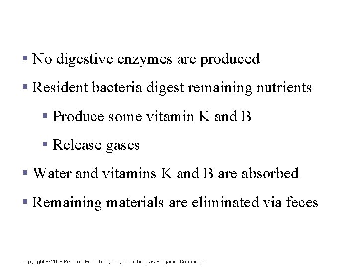 Food Breakdown and Absorption in the Large Intestine § No digestive enzymes are produced