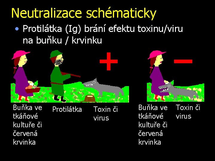 Neutralizace schématicky • Protilátka (Ig) brání efektu toxinu/viru na buňku / krvinku + Buňka