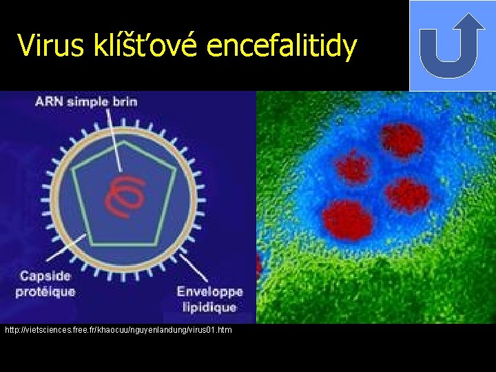 Virus klíšťové encefalitidy http: //vietsciences. free. fr/khaocuu/nguyenlandung/virus 01. htm 