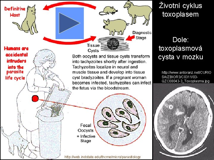 Životní cyklus toxoplasem Dole: toxoplasmová cysta v mozku http: //www. antoranz. net/CURIO SA/ZBIOR 3/C