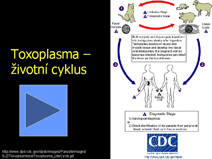 Toxoplasma – životní cyklus http: //www. dpd. cdc. gov/dpdx/images/Parasite. Images/ S-Z/Toxoplasmosis/Toxoplasma_Life. Cycle. gif 