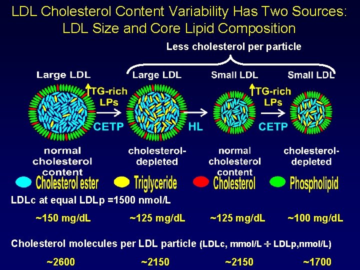 LDL Cholesterol Content Variability Has Two Sources: LDL Size and Core Lipid Composition Less