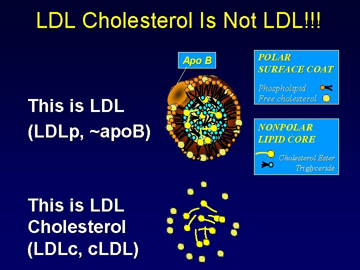 LDL Cholesterol Is Not LDL!!! Apo B This is LDL (LDLp, ~apo. B) POLAR