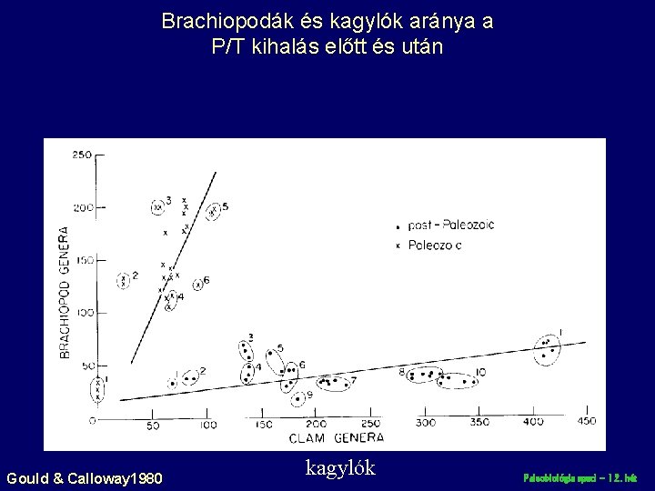 Brachiopodák és kagylók aránya a P/T kihalás előtt és után Gould & Calloway 1980