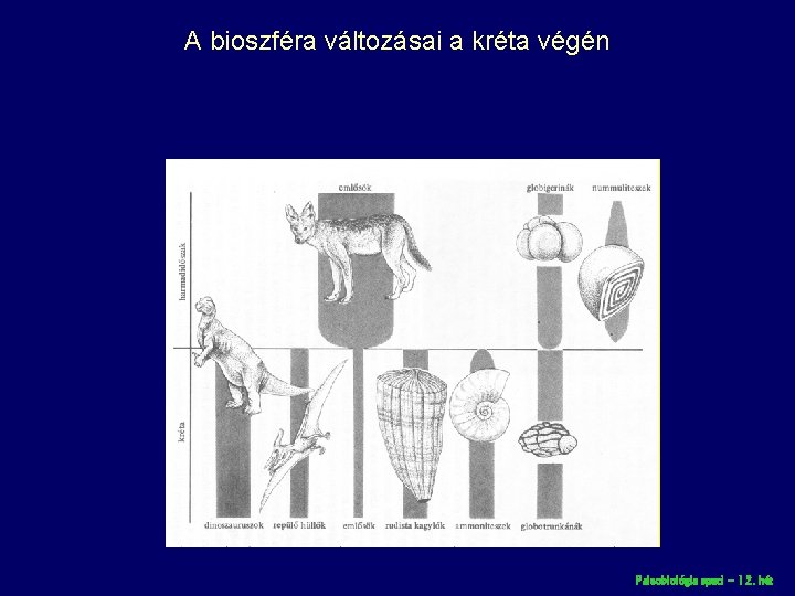 A bioszféra változásai a kréta végén Paleobiológia speci – 12. hét 