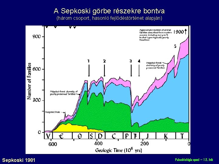 A Sepkoski görbe részekre bontva (három csoport, hasonló fejlődéstörténet alapján) Sepkoski 1981 Paleobiológia speci