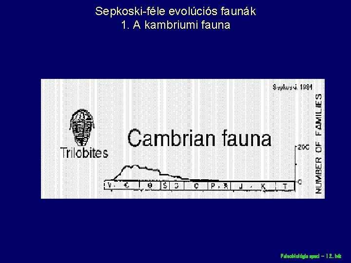Sepkoski-féle evolúciós faunák 1. A kambriumi fauna Paleobiológia speci – 12. hét 