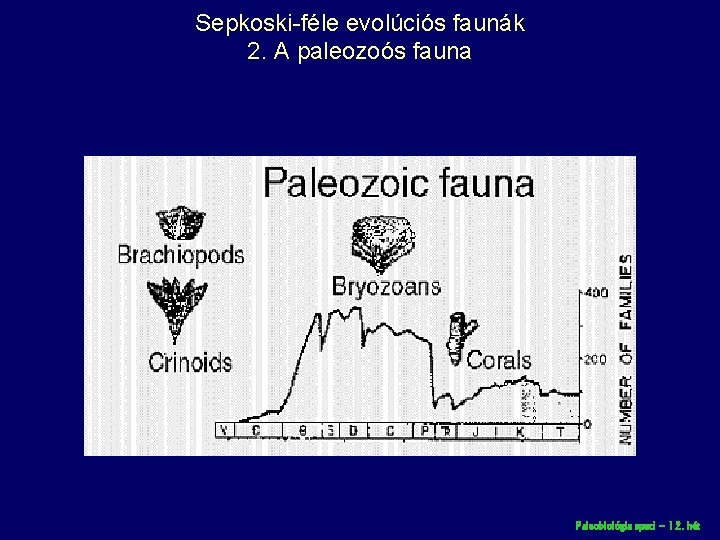 Sepkoski-féle evolúciós faunák 2. A paleozoós fauna Paleobiológia speci – 12. hét 