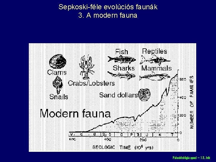 Sepkoski-féle evolúciós faunák 3. A modern fauna Paleobiológia speci – 12. hét 