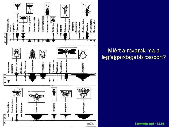 Miért a rovarok ma a legfajgazdagabb csoport? Paleobiológia speci – 12. hét 