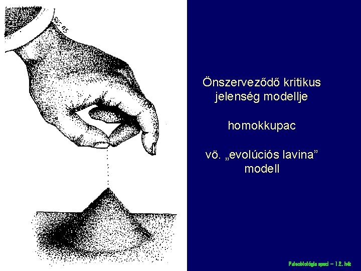 Önszerveződő kritikus jelenség modellje homokkupac vö. „evolúciós lavina” modell Paleobiológia speci – 12. hét