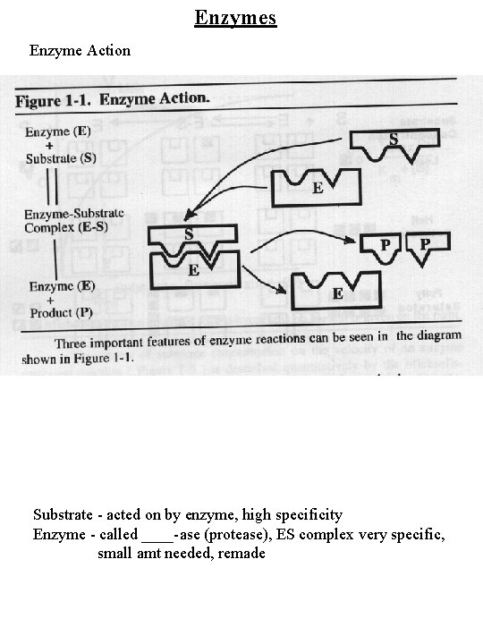 Enzymes Enzyme Action Figure 1 -1 Substrate - acted on by enzyme, high specificity