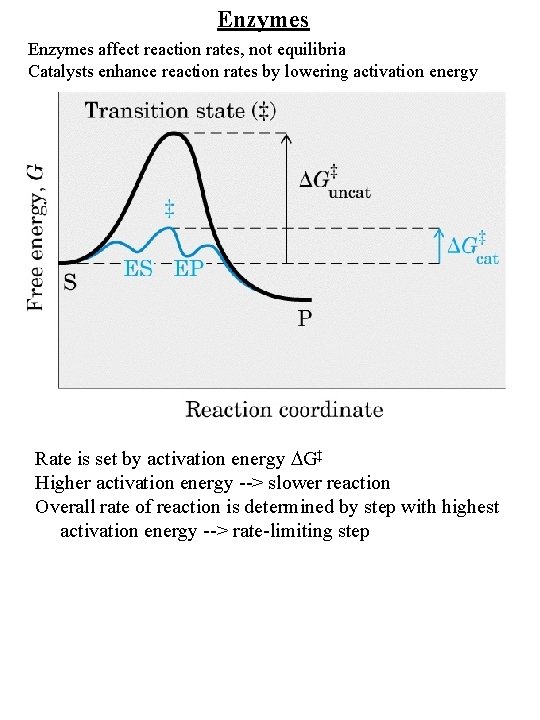 Enzymes affect reaction rates, not equilibria Catalysts enhance reaction rates by lowering activation energy