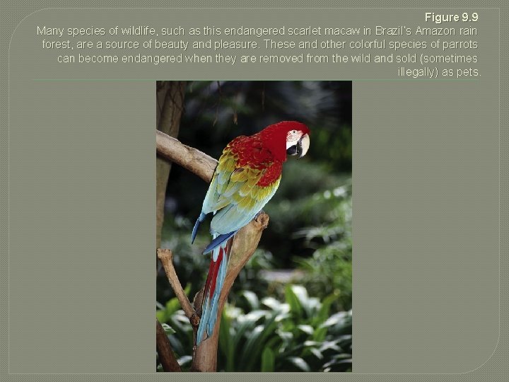 Figure 9. 9 Many species of wildlife, such as this endangered scarlet macaw in