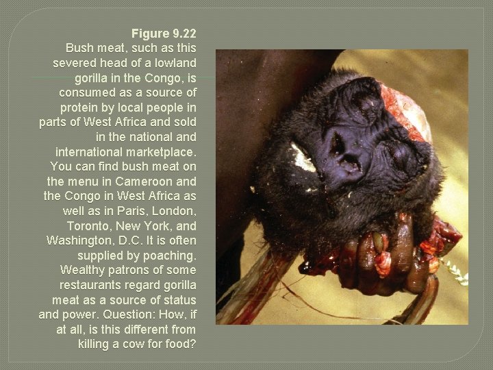 Figure 9. 22 Bush meat, such as this severed head of a lowland gorilla