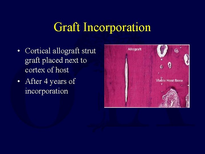 Graft Incorporation • Cortical allograft strut graft placed next to cortex of host •