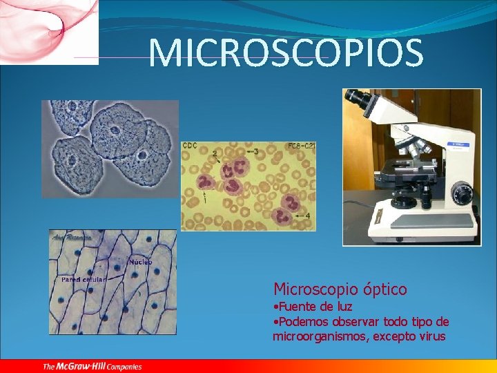 MICROSCOPIOS Microscopio óptico • Fuente de luz • Podemos observar todo tipo de microorganismos,