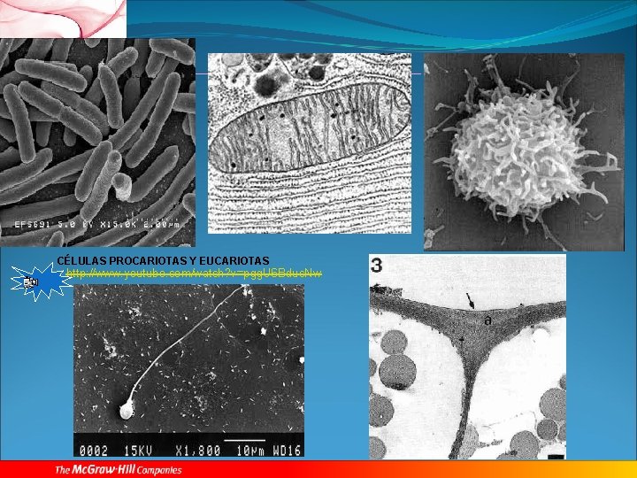 CÉLULAS PROCARIOTAS Y EUCARIOTAS http: //www. youtube. com/watch? v=pgg. U 6 Bdus. Nw 