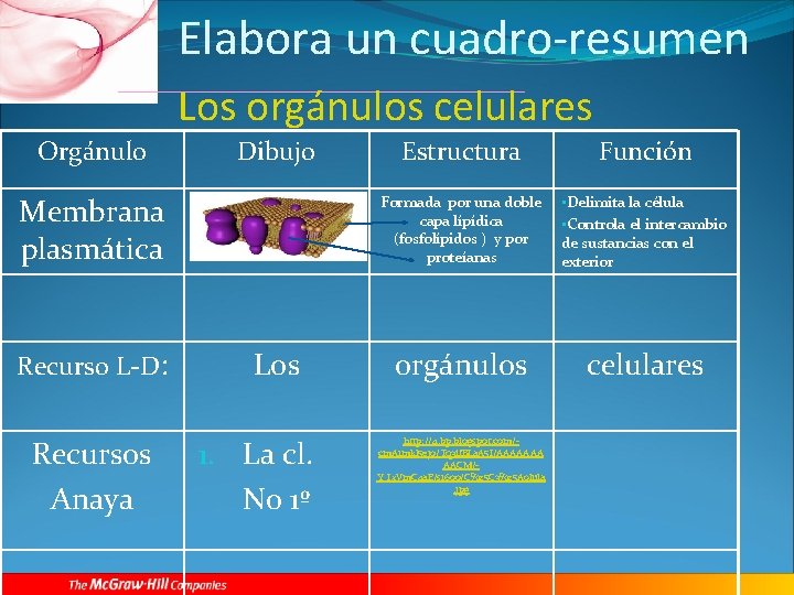 Elabora un cuadro-resumen Los orgánulos celulares Orgánulo Dibujo Estructura Función Membrana plasmática No tienen