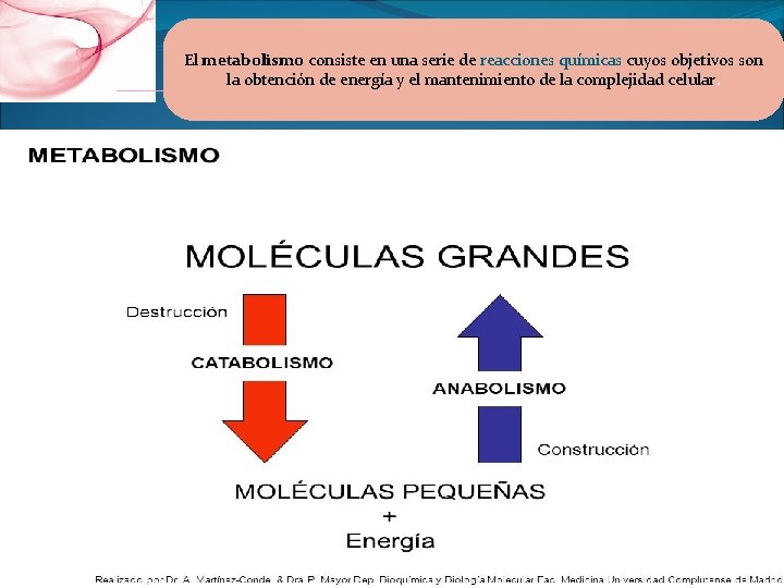 El metabolismo consiste en una serie de reacciones químicas cuyos objetivos son la obtención