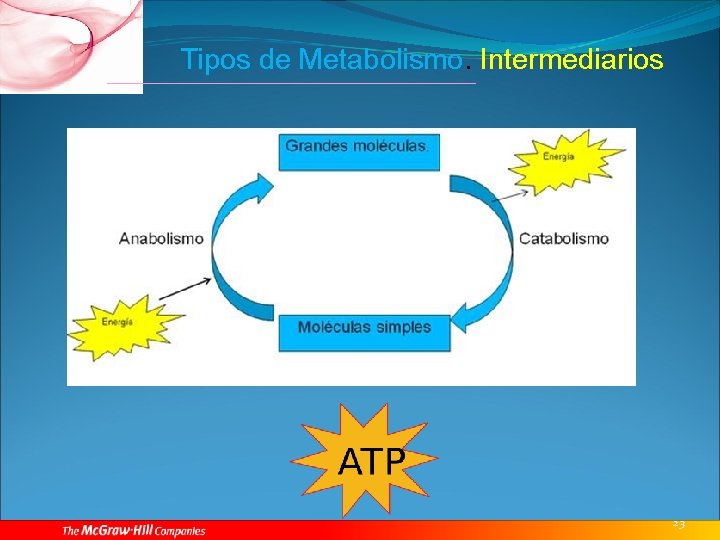 Tipos de Metabolismo. Intermediarios 23 