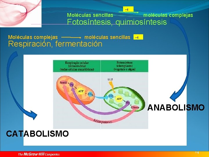 +E Moléculas sencillas moléculas complejas Fotosíntesis, quimiosíntesis Moléculas complejas moléculas sencillas +E Respiración, fermentación