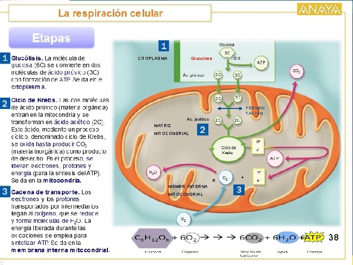 CITOPLASMA Glucolisis OX FERMEN TACIÓN Ac. acético MATRIZ MITOCONDRIAL R + MEMBR. INTERNA MITOCONDRIAL