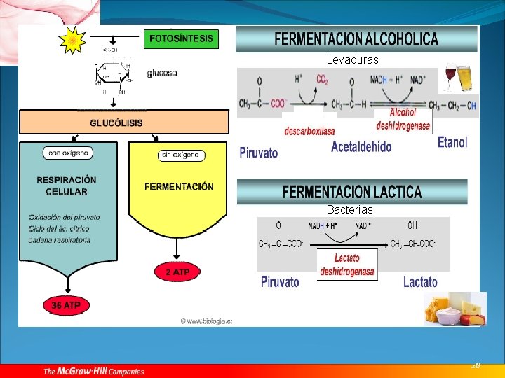 Levaduras Bacterias 28 