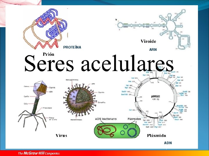 PROTEÍNA Vacas locas Manchado. ARN solar ADN Episoma 