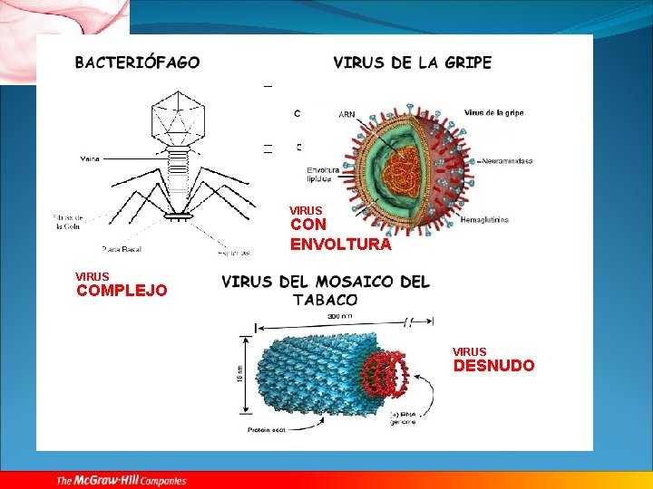 VIRUS CON ENVOLTURA VIRUS COMPLEJO VIRUS DESNUDO 