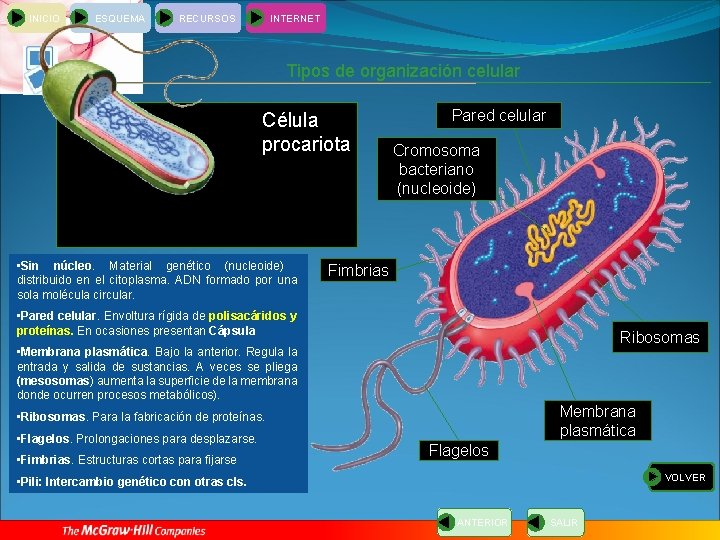 INICIO ESQUEMA RECURSOS INTERNET Tipos de organización celular Célula procariota • Sin núcleo Material