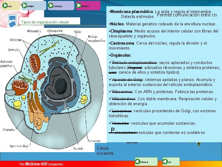 INICIO ESQUEMA RECURSOS INTERNET • Membrana plasmática La aísla y regula el intercambio. Detecta