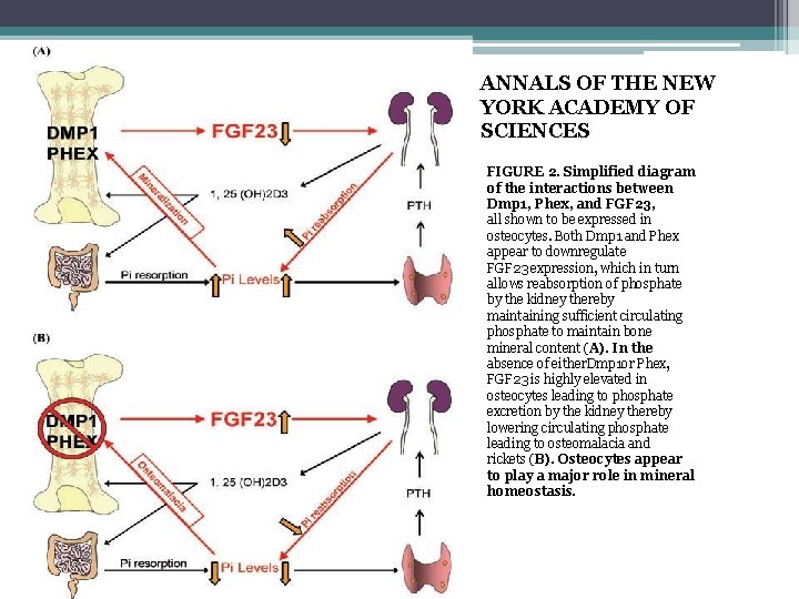 ANNALS OF THE NEW YORK ACADEMY OF SCIENCES FIGURE 2. Simplified diagram of the