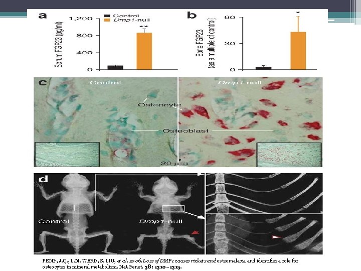 FENG, J. Q. , L. M. WARD, S. LIU, et al. 2006. Loss of