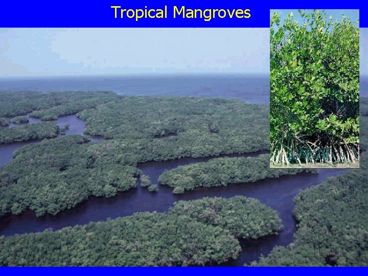 Tropical Mangroves 