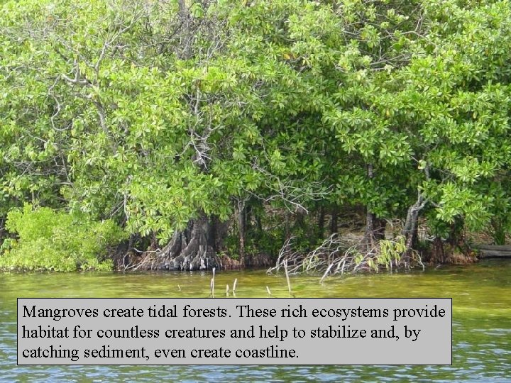 Mangroves create tidal forests. These rich ecosystems provide habitat for countless creatures and help
