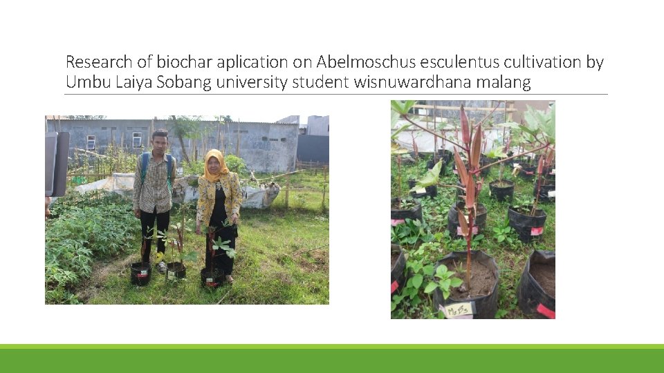 Research of biochar aplication on Abelmoschus esculentus cultivation by Umbu Laiya Sobang university student