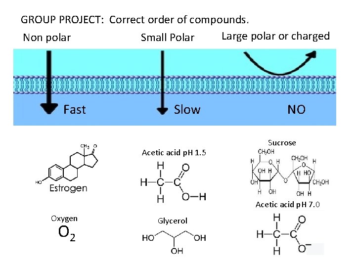 GROUP PROJECT: Correct order of compounds. Large polar or charged Non polar Small Polar