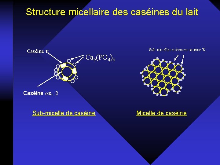 Structure micellaire des caséines du lait Caséine Sub-micelles riches en caséine Ca 9(PO 4)6