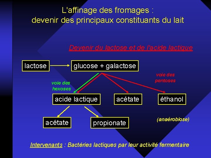 L'affinage des fromages : devenir des principaux constituants du lait Devenir du lactose et