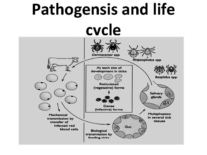 Pathogensis and life cycle 