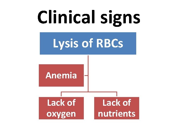 Clinical signs Lysis of RBCs Anemia Lack of oxygen Lack of nutrients 