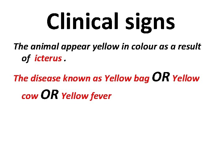 Clinical signs The animal appear yellow in colour as a result of icterus. The